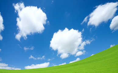 Wall Mural - Green grass and sky