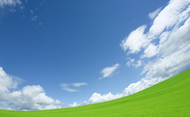 Wall Mural - Green grass and sky