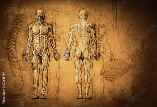 Photographie Dessin de l'anatomie humaine, vieux, toile
