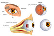 anatomy of the eye. the eyeball, iris,pupil