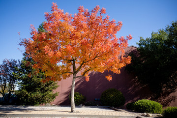 fall foliage on tree vibrant red