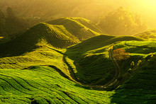 Tea Plantation In Cameron Highlands, Malaysia