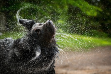 A Black Newfoundland-Golden Retriever Mixed-breed Dog Shakes Water From Head.