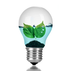 Wall Mural - Green eco energy concept. Tree leaves growing inside light bulb with water, isolated on white