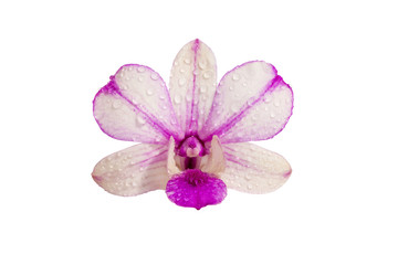 Wall Mural - orchid white background