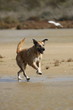 Beiger Hund (Mischling) galoppiert am Strand