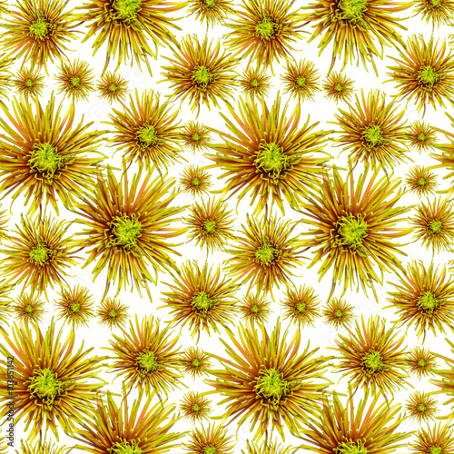 flower pattern  green orange chrysanthemum