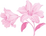 Lily flowers. Blooming lily. Card or floral background with blooming lilies flowers. 
Silhouette of lily flowers  isolated on white background. Vector illustration.