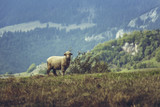 Fototapeta Konie - One curious stray sheep on a mountain pasture in spring, in Transylvania region, Romania.