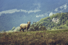 One Curious Stray Sheep On A Mountain Pasture In Spring, In Transylvania Region, Romania.