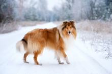 Portrait Of A Beautiful Red Fluffy Dog Collie On The Background Of The Winter Forest. Dog Standing On The Grass Covered With Frost