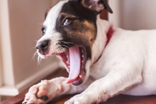 Puppy Yawn.