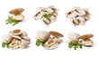 clams set isolated on white background