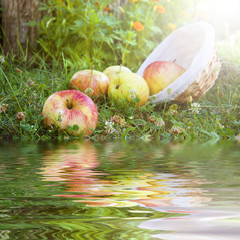 Wall Mural - basket of apples in the field and reflection in the water