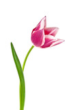 Fototapeta Tulipany - Tulip flower isolated on white background