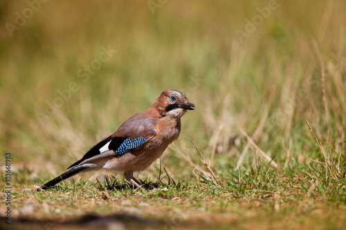 Oiseau Geai Des Chênes Plume Malin Forêt Buy This Stock
