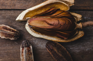 Mahogany seed decoration background