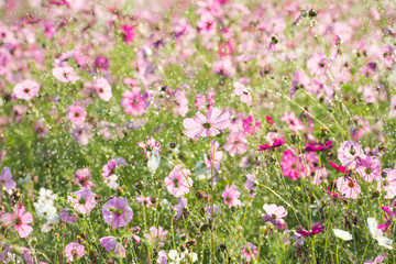 Wall Mural - Beautiful cosmos flower with rain