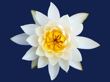 blossom water lily flower