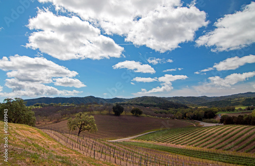 Fotografie, Obraz Paso Robles Central California Wine Country Scenery