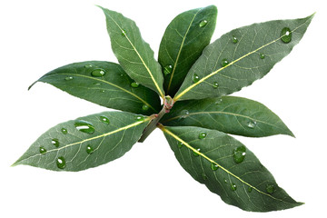 Wall Mural - Bay laurel leaves