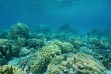 Fototapeta Do akwarium - Underwater coral reef on shallow ocean floor with massive lobe corals, lagoon of Huahine island, Pacific ocean, French Polynesia