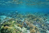 Fototapeta Do akwarium - Split view over and under water surface in the lagoon with the coast of Huahine island above waterline and corals underwater, Pacific ocean, French Polynesia