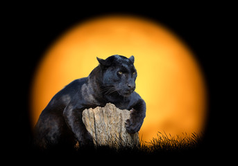 Poster - Black leopard on the background of sunset