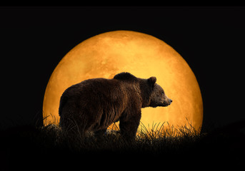 bear on the background of red moon