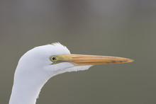 Great Egret Close Up