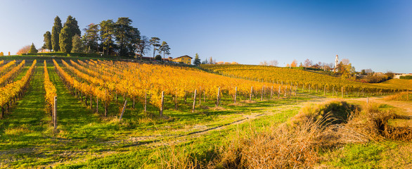 Wall Mural - Autumnal Vineyard