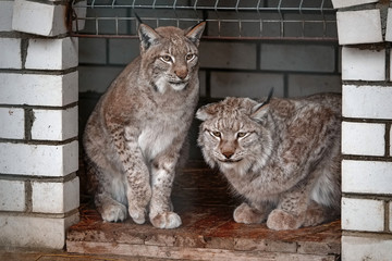 two wild bobcats in zoo