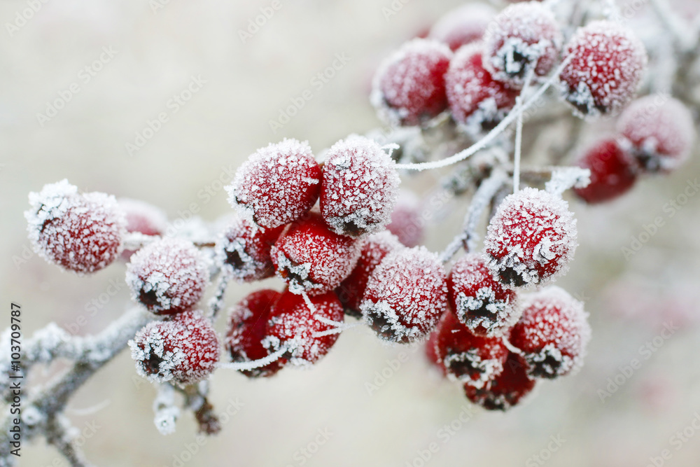 Frosted hawthorn berries in the garden. - obrazy, fototapety, plakaty 