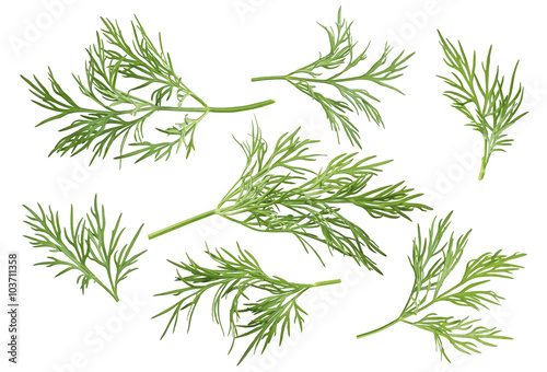 Cuadros en Lienzo Dill herb set options path included isolated on white background