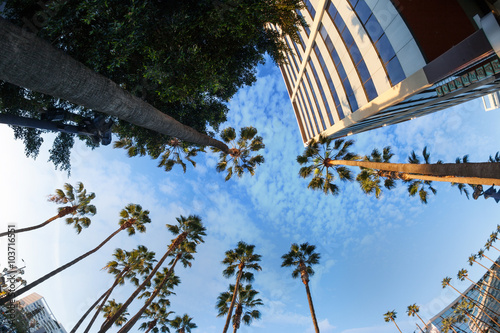 Fotografie, Obraz Krásný výhled na palmy a nebe na Hollywood Boulevard, Los Ange