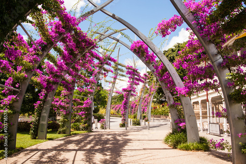 Fotografía Pink Bougainvillea on arches at Southbank, Brisbane Australia