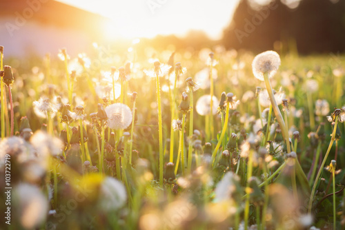 Green summer meadow with dandelions at sunset. Nature background Poster