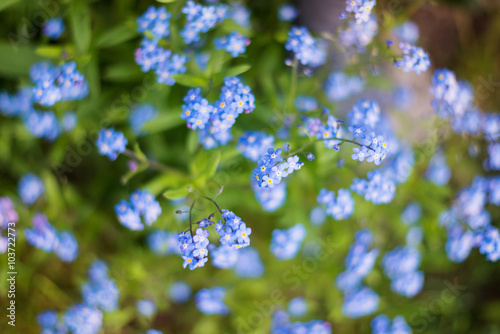 Close up of blue forget-me-not flower buds on meadow Poster