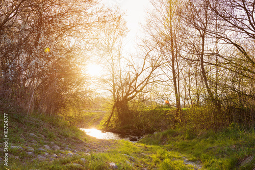 Rural landscape with bourn, blooming trees, sunny spring nature Poster