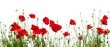 Fototapeta Panele - red poppies on white
