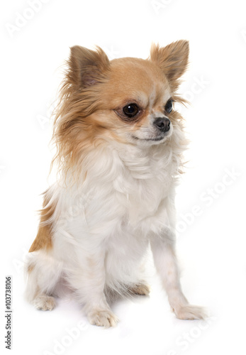 Long Hair Chihuahua Buy This Stock Photo And Explore Similar