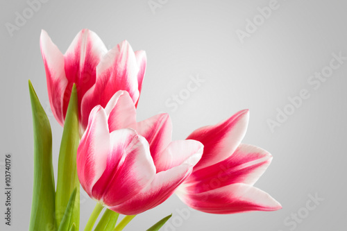 Naklejka na szybę Bouquet of pink tulips.