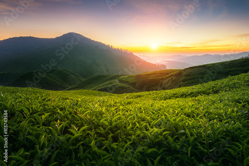 Fotomural Tea plantation in Cameron highlands, Malaysia