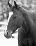 Fototapeta  - black and white portrait of a horse