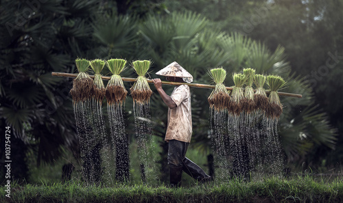 Cuadros en Lienzo Farmers grow rice in the rainy season