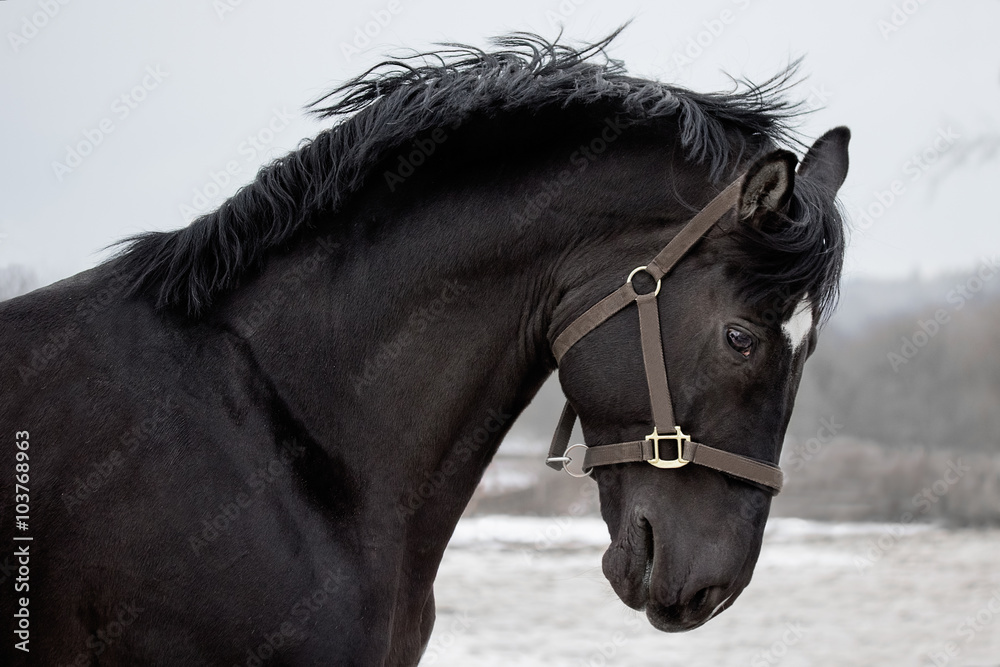 Portrait of a black stallion  - obrazy, fototapety, plakaty 