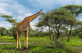 Fototapeta Sawanna - giraffe eating Acacia tree leaves in the Serengeti landscape
