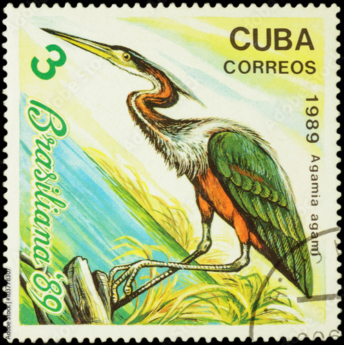 Poster Agami heron (Agamia agami) on postage stamp
