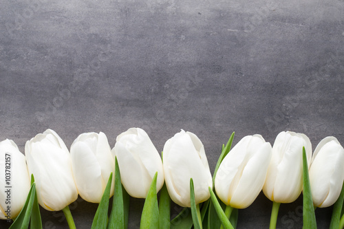 Naklejka na szybę More white tulip on the grey background.