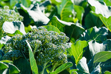 Broccoli In Farm